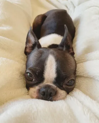 Boston Terrier de excelente padrão da raça confira 