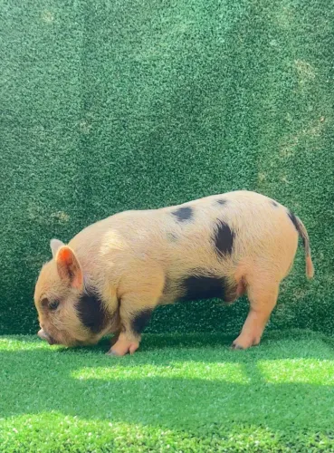 Mini pig 