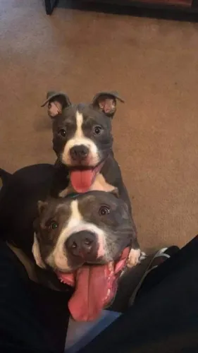 filhotes de Pitbull super fofos e brincalhões!
