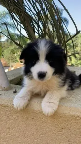 Border Collie- Machinho preto e branco, á pronta entrega, 65 dias-Dani