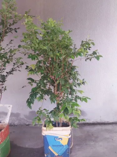 Jabuticaba híbrida produzindo