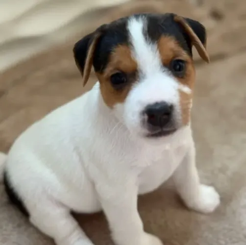 Jack Russell Terrier Pequena Fêmea - Companheira ideal