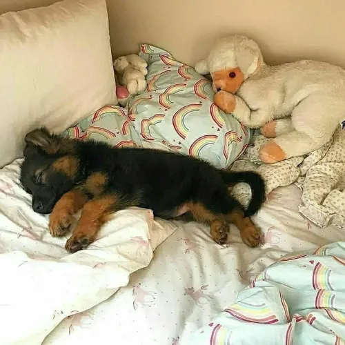 Pastor alemão Seu novo pet está aqui agora