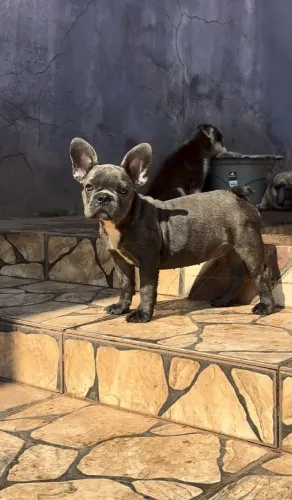 Filhote Bulldog Francês Macho