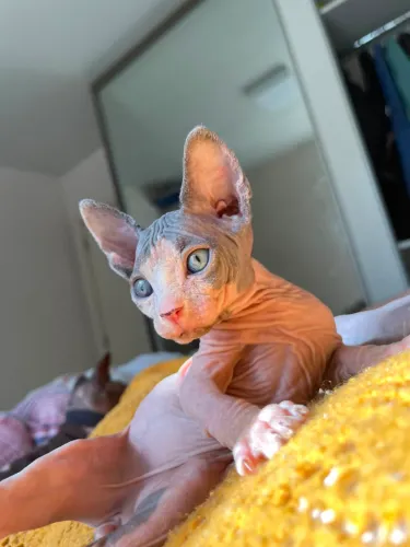 Gato Sphynx PRONTA ENTREGA