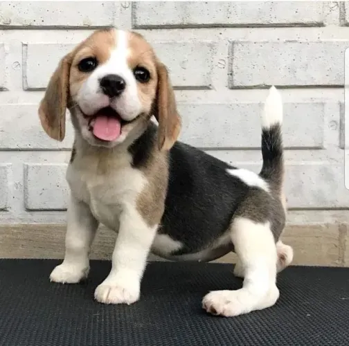 Beagle macho entregue vacinado 