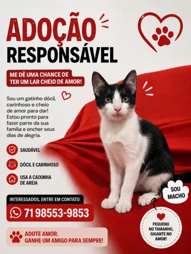 Gato para doação 