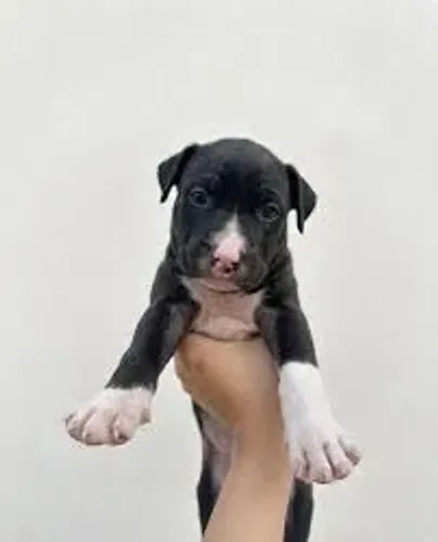 labrador x boxer