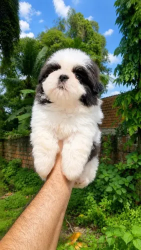 Shih-tzu Fêmea Até 1O Vezes Sem Juros