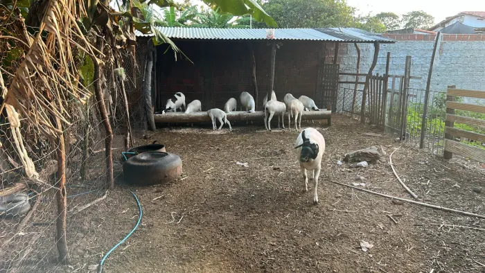 Lote de ovinos