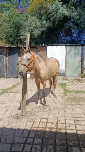 Egua