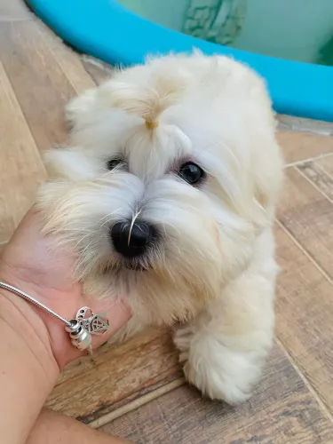 Lhasa apso - MACHO 