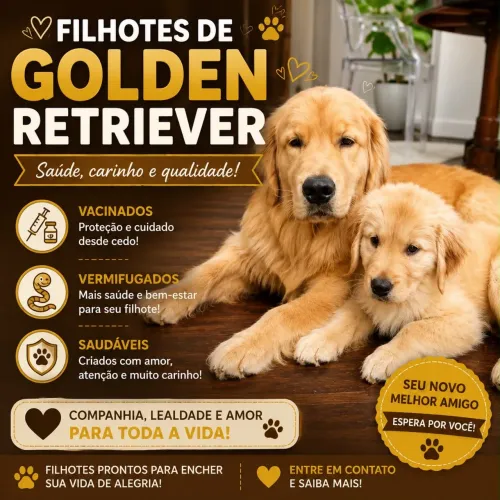 Filhotes de Golden retriver
