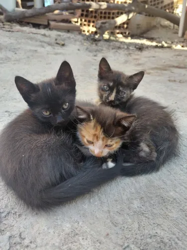 Gatos adoção