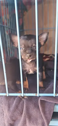Pinscher fêmea 0