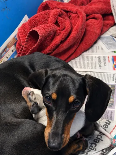 Basset Dachshund macho disponível