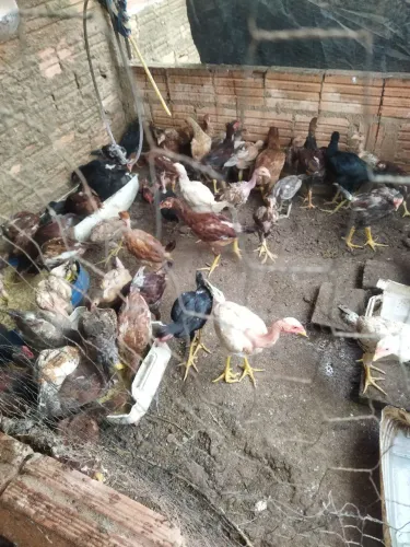 Vendo galinhas e frangos