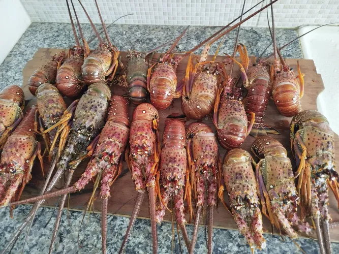 lagostinhas