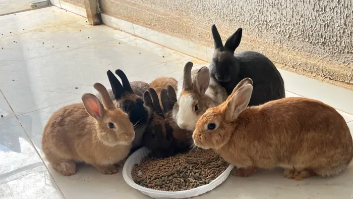 Coelhos