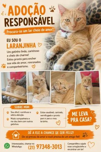Doação de gatos