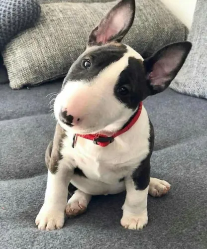 Filhote Bull Terrier Macho Com Excelente Aparência