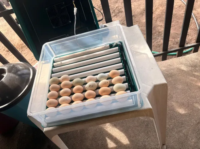 Vende pintinhos caipira por encomenda