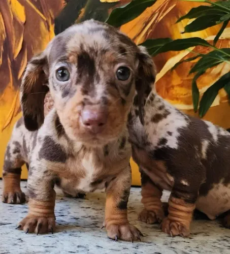 Dachshund - Macho e Fêmea Disponíveis. O Salsicha!!!  