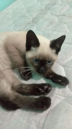 Doação de Gatinha Fêmea (itaim Paulista)