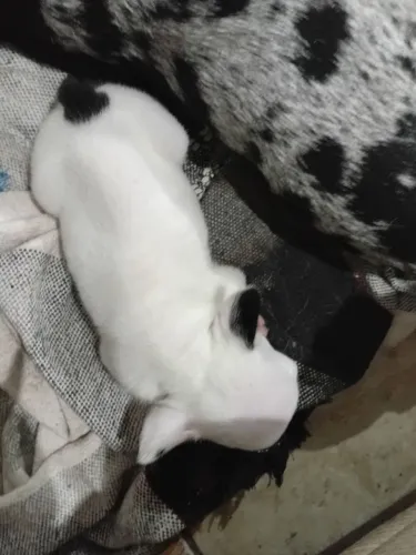 Buldogue francês fêmea boa linhagem