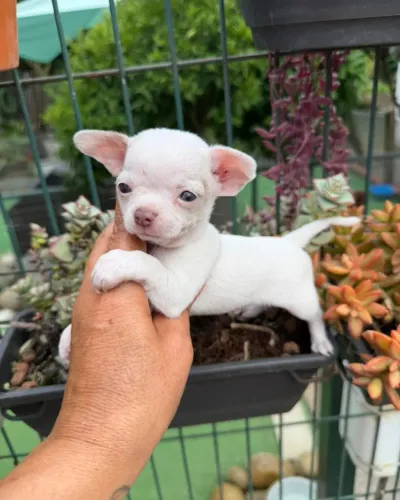 Filhotes chihuahua