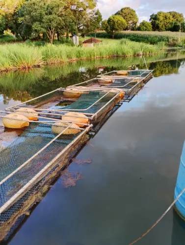 Tanque rede criação de peixe 
