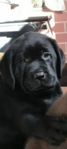 FILHOTE DE LABRADOR PRETO