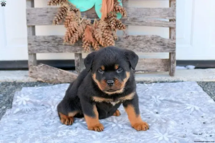 Filhote de cachorro rottweiler super dócil e pronto para guarda do lar