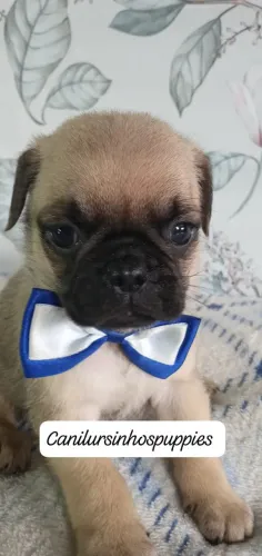pug garanta ja o seu aqui cn ursinhos puppies referencia na criação da raça