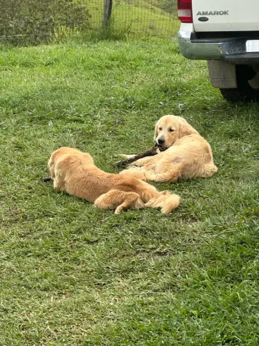 Filhotes de golden