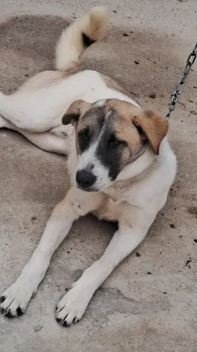 Doação de cachorro