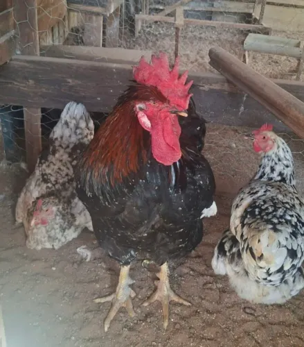 Galinga sertaneja balão gsb