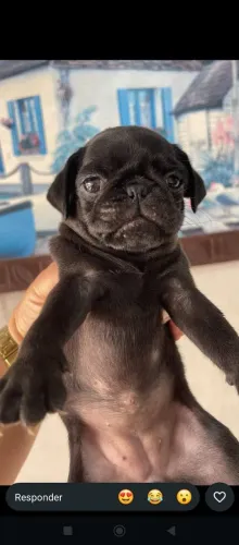 Filhote de Pug preto fêmea e macho!