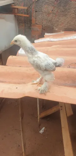Pintinhos da raça brahma, genética pura.