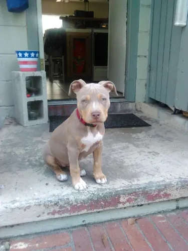 Pitbull Um Toque De Algeria Para Sua Vida 