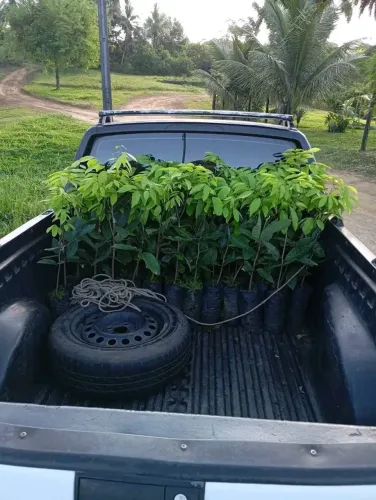 Mudas de rambutan clonado 