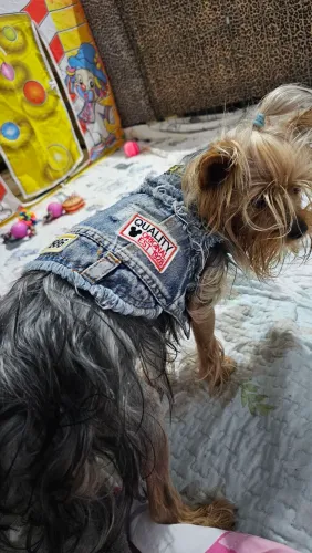 Roupa pet