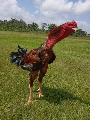 Galo índio gigante