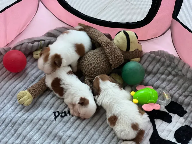 BBS Shihtzu para reserva