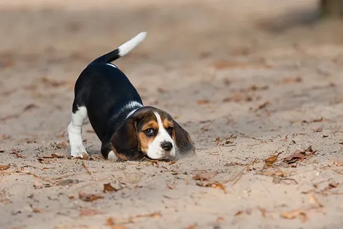 Filhote de Beagle O Filhote Que Nunca Deixa a Diversão Acabar