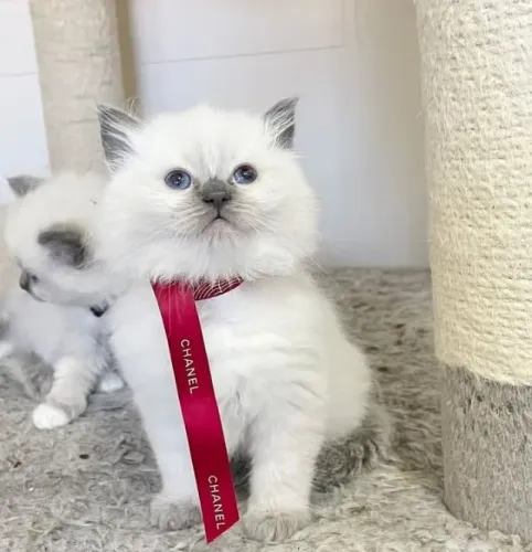 Lindos bebês ragdoll a pronta entrega/ Adestrados na caixinha de areia/ pedigree
