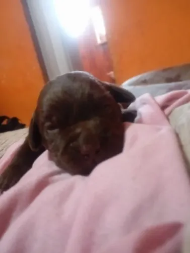 Filhote de labrador