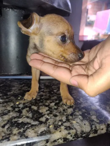 Cachorro pinsher