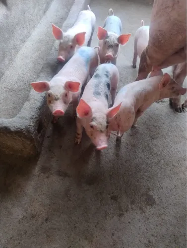 Fêmeas para engorda ou reprodução