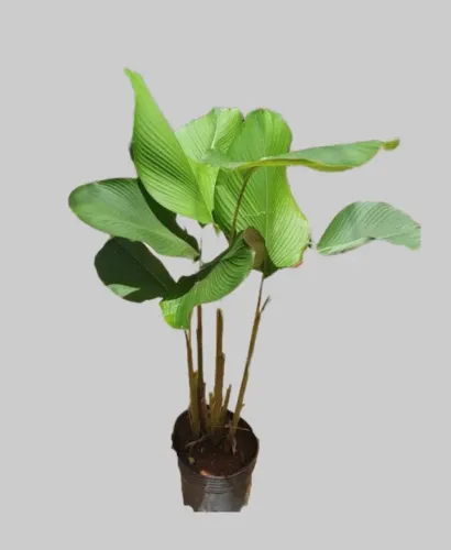 Maranta charuto